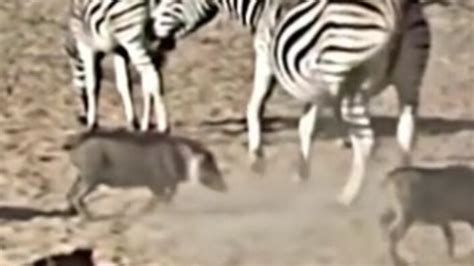 Z­e­b­r­a­ ­t­e­k­m­e­s­i­y­l­e­ ­b­a­y­ı­l­a­n­ ­d­o­m­u­z­